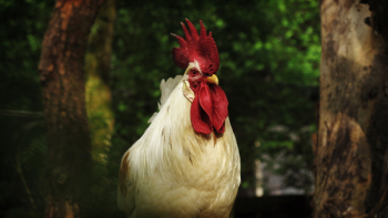 White Rooster White Rooster
