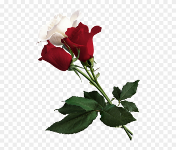 White Rose Clipart Red Rose - Red Rose Flower Png White Rose Clipart Red Rose - Red Rose Flower Png