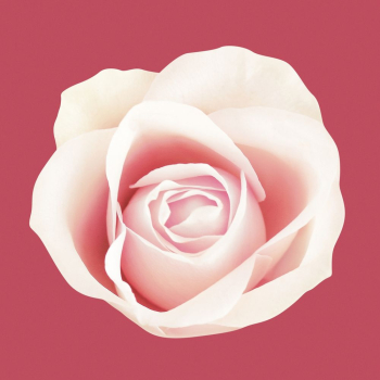 White rose collage element psd | Free PSD - rawpixel White rose collage element psd | Free PSD - rawpixel