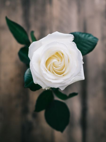 white rose enclosed photograph white rose enclosed photograph