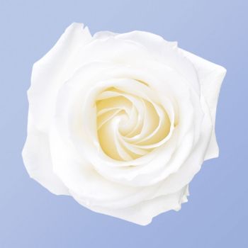White rose, flower collage element | Free PSD - rawpixel White rose, flower collage element | Free PSD - rawpixel