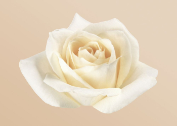 White rose, flower collage element | Free PSD - rawpixel White rose, flower collage element | Free PSD - rawpixel