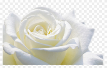 White Rose Flower Wallpaper Choice Image Flower Decoration - White Roses Hd Png