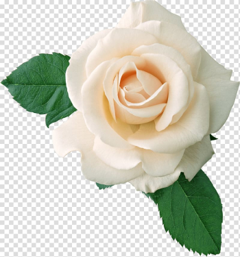 White rose illustration, Rose White , White Rose Flower White Rose transparent background PNG clipart