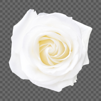 White rose png, flower clipart, | Free PNG - rawpixel