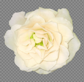 White Rose Png Image Flower White Rose Png Picture