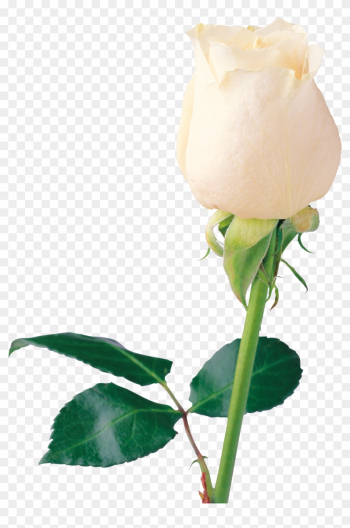 White Rose Png Image, Flower White Rose Png Picture - Beautiful White Rose Png