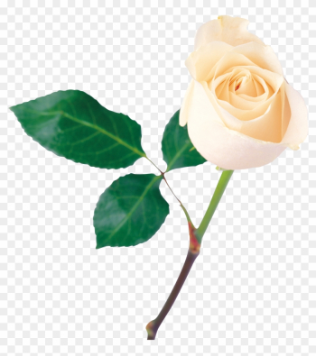 White Rose Png Image, Flower White Rose Png Picture - One White Rose Flower