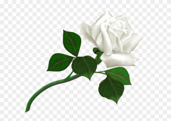 White Rose Png Image, Flower White Rose Png Picture - White Rose Png