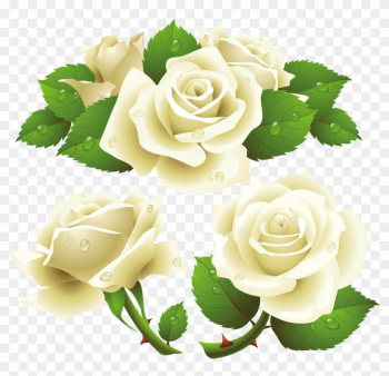 White Rose Png Image, Flower White Rose Png Picture - White Rose Vector Png