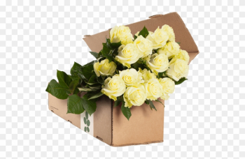 White Rose Stock Photos Royalty Business Images - Rose White Rose Stock Photos Royalty Business Images - Rose
