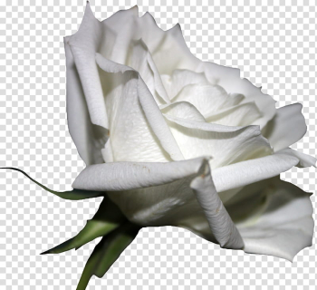 White Rose , white rose transparent background PNG clipart