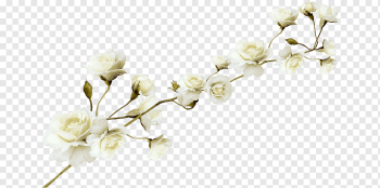 white roses, Flower, White flower pattern, flower Arranging, white, branch png