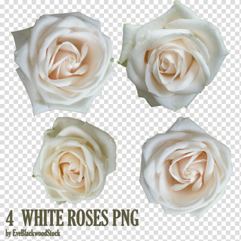 White roses, four white rose flowers art transparent background PNG clipart