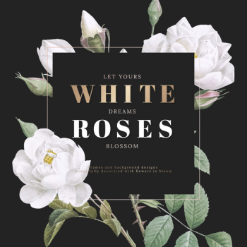 White roses inspirational card design