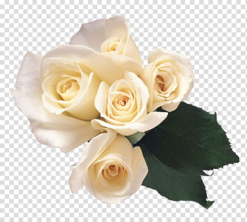 White roses, Rose White, White roses transparent background PNG clipart