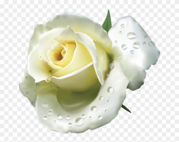 White Roses - White Rose White Roses - White Rose