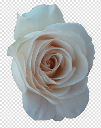 White Roses , white rose transparent background PNG clipart