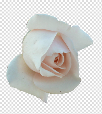 White Roses , white rose transparent background PNG clipart