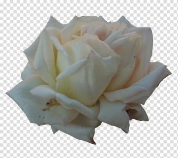 White Roses , white rose transparent background PNG clipart