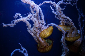 white sea creatures white sea creatures