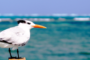 White Seagull White Seagull