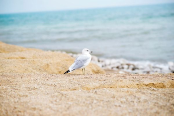 white seagull on seashore white seagull on seashore
