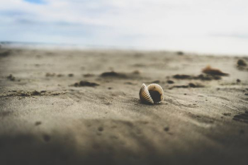 white seashell on beach sand white seashell on beach sand