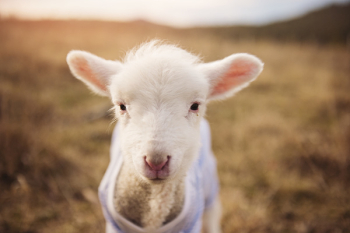 White Sheep White Sheep