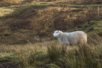 White Sheep White Sheep