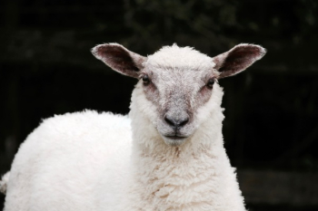 White Sheep White Sheep