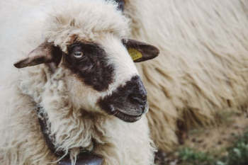 white sheep white sheep