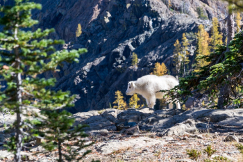White Sheep White Sheep