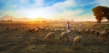 White Sheep on Farm White Sheep on Farm