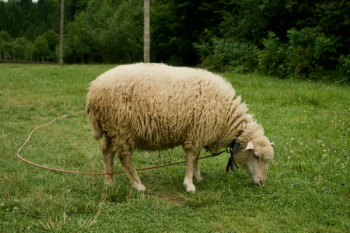 White Sheep On Grass White Sheep On Grass