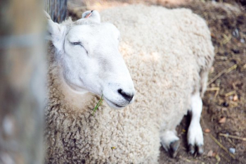 White Sheep Sleeping White Sheep Sleeping
