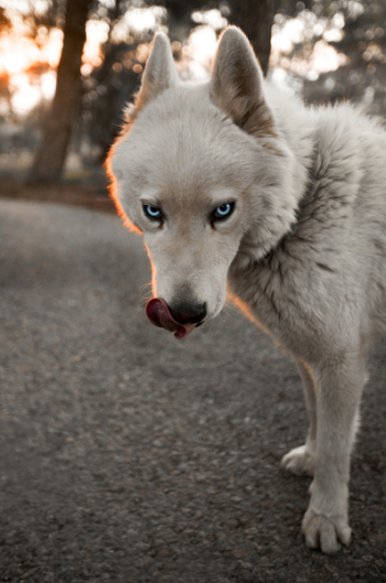 White Siberian Husky White Siberian Husky