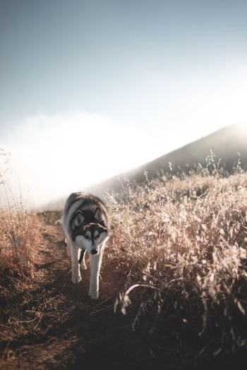 white Siberian husky walking at field white Siberian husky walking at field