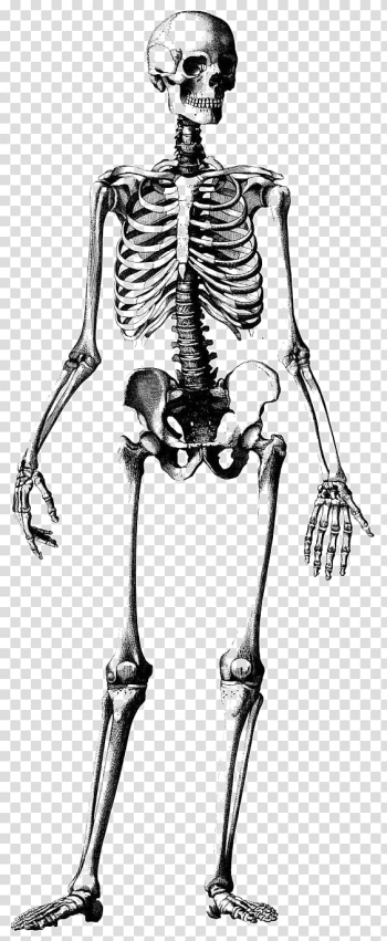 White skeleton decor, Human skeleton Skull Drawing Anatomy Illustration, Skeleton frame transparent background PNG clipart