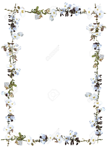 White Sky Flower And Vine Border Isolated On White Background ...