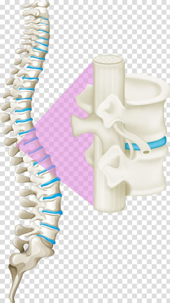 White spinal cord illustration, Back pain Vertebral column Human back Spinal cord, white bones of the spine transparent background PNG clipart
