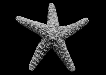 white starfish white starfish