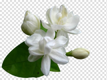 White stephanotis flowers in bloom, Arabian jasmine Cape jasmine Jasminum officinale Flower Seed, flower transparent background PNG clipart
