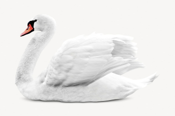 White swan isolated on white, | Free PSD - rawpixel White swan isolated on white, | Free PSD - rawpixel