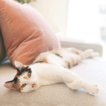 White Tabby Cat White Tabby Cat