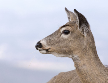 White tailed deer, animal background | Free Photo - rawpixel White tailed deer, animal background | Free Photo - rawpixel