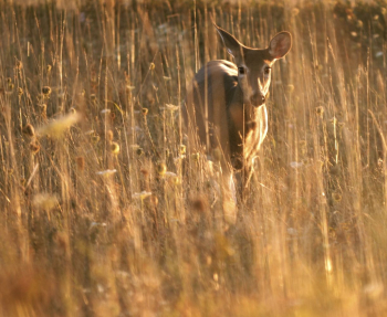 White tailed deer, animal background. | Free Photo - rawpixel White tailed deer, animal background. | Free Photo - rawpixel
