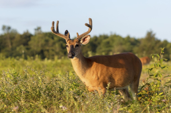 White tailed deer, animal background. | Free Photo - rawpixel White tailed deer, animal background. | Free Photo - rawpixel