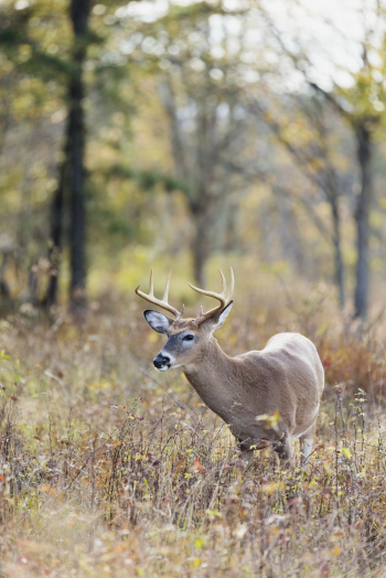 White tailed deer, animal background. | Free Photo - rawpixel White tailed deer, animal background. | Free Photo - rawpixel