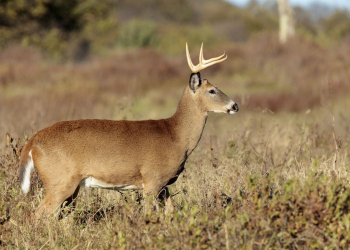 White tailed deer, animal background. | Free Photo - rawpixel White tailed deer, animal background. | Free Photo - rawpixel
